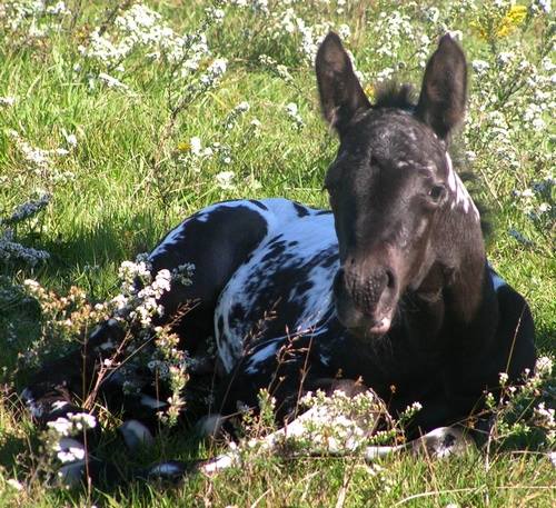 Cute Appaloosa Foal